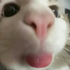 syringaooooo